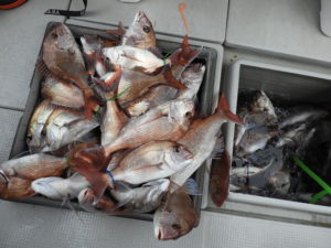 Fisherman Dreams DI 釣果