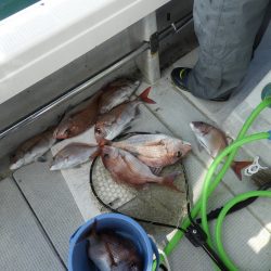 Fisherman Dreams DI 釣果