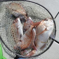 Fisherman Dreams DI 釣果