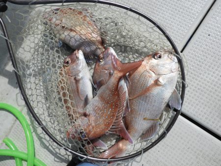 Fisherman Dreams DI 釣果