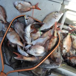 Fisherman Dreams DI 釣果