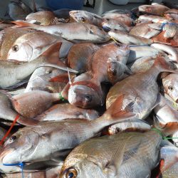 Fisherman Dreams DI 釣果