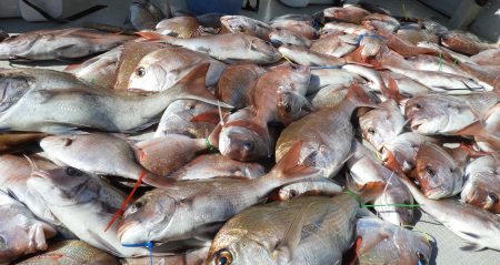 Fisherman Dreams DI 釣果