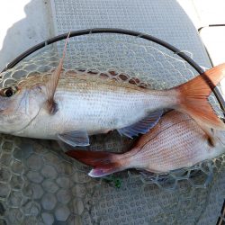 Fisherman Dreams DI 釣果