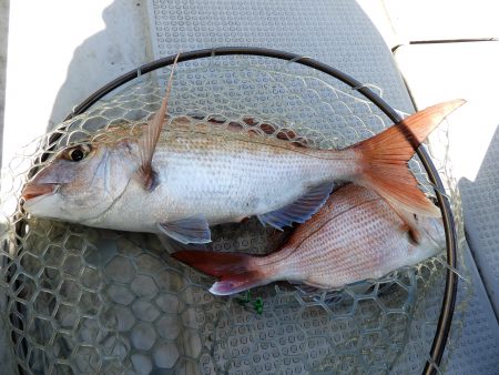 Fisherman Dreams DI 釣…