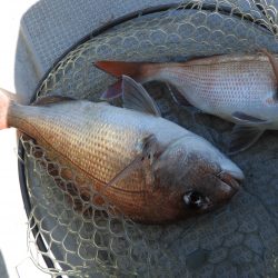 Fisherman Dreams DI 釣果