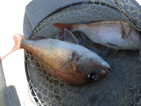 Fisherman Dreams DI 釣果