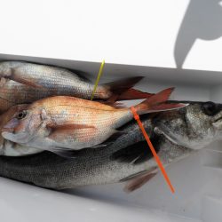 Fisherman Dreams DI 釣果