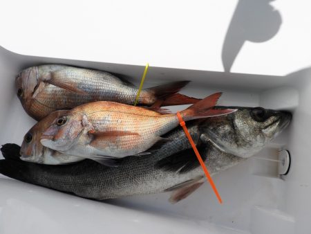 Fisherman Dreams DI 釣果