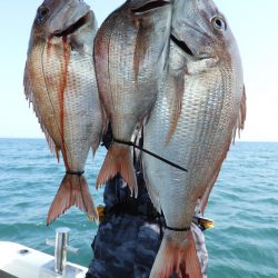 Fisherman Dreams DI 釣果