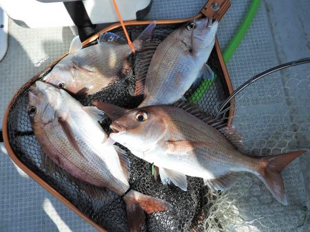 Fisherman Dreams DI 釣…