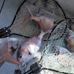 Fisherman Dreams DI 釣果