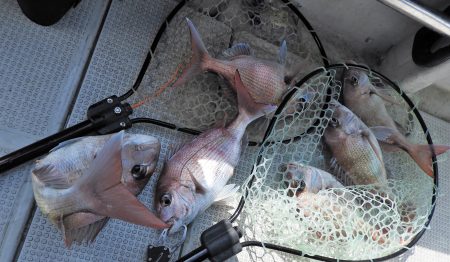 Fisherman Dreams DI 釣果