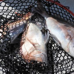 Fisherman Dreams DI 釣果