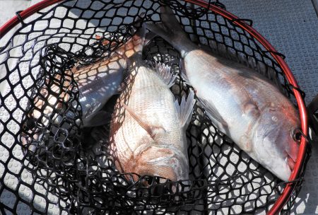 Fisherman Dreams DI 釣果