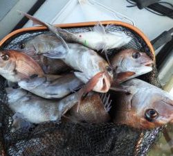 Fisherman Dreams DI 釣果