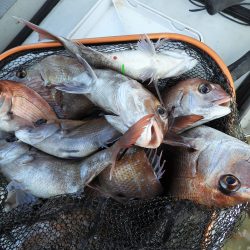 Fisherman Dreams DI 釣果