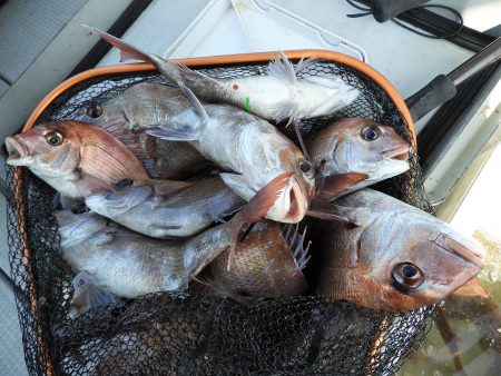 Fisherman Dreams DI 釣果