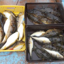 大進丸（愛知） 釣果