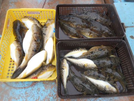 大進丸（愛知） 釣果