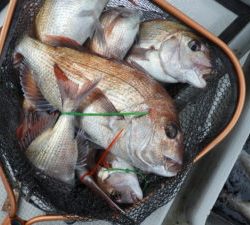 Fisherman Dreams DI 釣果