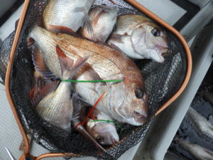 Fisherman Dreams DI 釣果