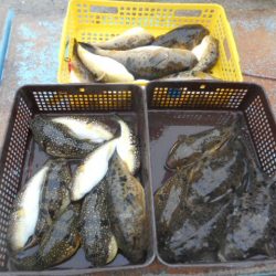 大進丸（愛知） 釣果