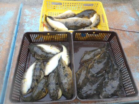 大進丸（愛知） 釣果