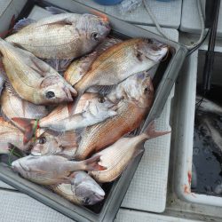 Fisherman Dreams DI 釣果