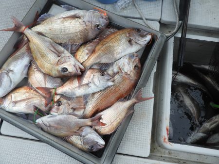 Fisherman Dreams DI 釣果