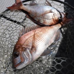 Fisherman Dreams DI 釣果