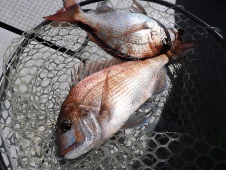 Fisherman Dreams DI 釣果