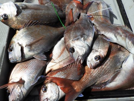 Fisherman Dreams DI 釣果