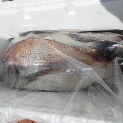 Fisherman Dreams DI 釣果