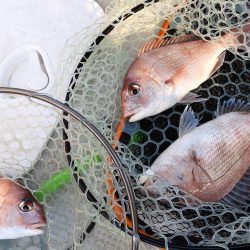 Fisherman Dreams DI 釣果