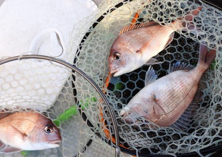 Fisherman Dreams DI 釣…