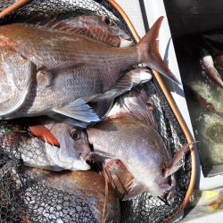 Fisherman Dreams DI 釣果