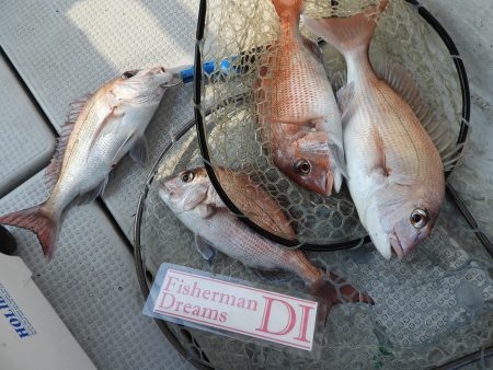 Fisherman Dreams DI 釣果