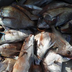 Fisherman Dreams DI 釣果