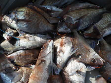 Fisherman Dreams DI 釣果