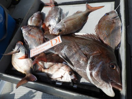 Fisherman Dreams DI 釣果