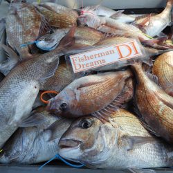 Fisherman Dreams DI 釣果