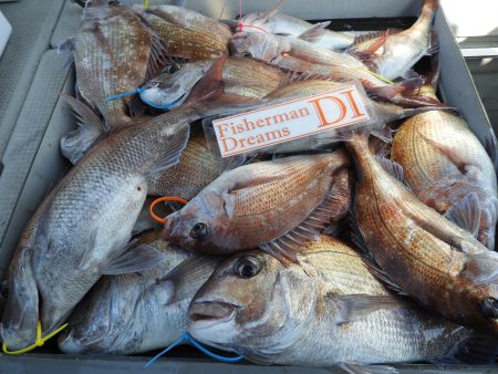 Fisherman Dreams DI 釣果