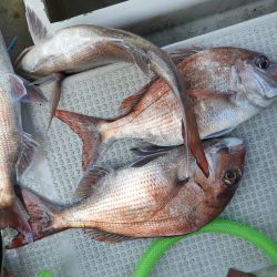 Fisherman Dreams DI 釣果