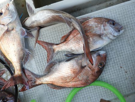 Fisherman Dreams DI 釣果