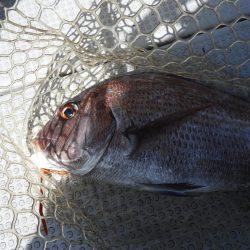 Fisherman Dreams DI 釣果