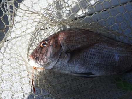 Fisherman Dreams DI 釣果