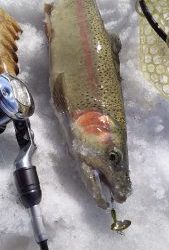 会津大川（会津非出資漁業協同組合） 釣果