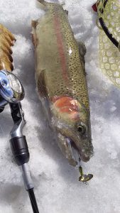 会津大川（会津非出資漁業協同組合） 釣果