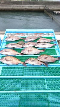 和歌山マリーナシティ釣り堀 釣果